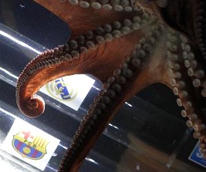 Octopus Iker has chosen Real Madrid to win the 2011 Copa del Rey final ahead of Barcelona.